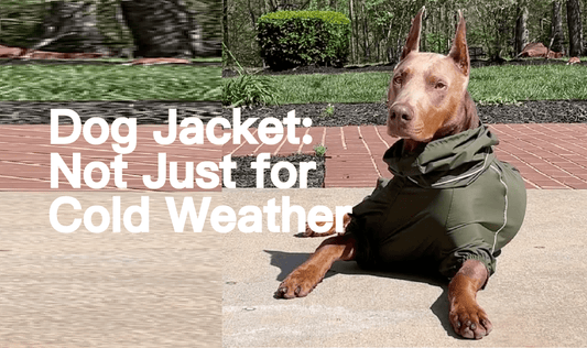 Dog Jacket: Not Just for Cold Weather - PETT2GO