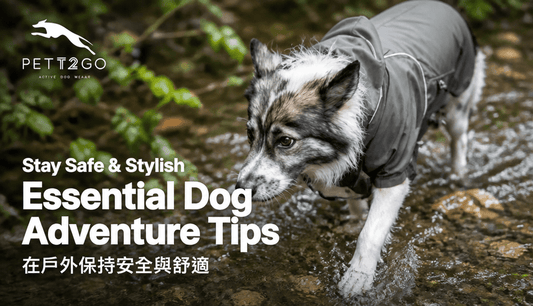 Essential Dog Adventure Tips: Stay Safe & Stylish with PETT2GO Outdoor Gear! - PETT2GO