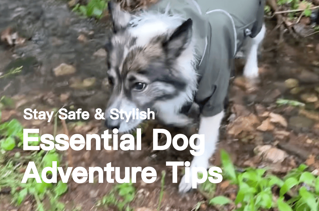 Essential Dog Adventure Tips: Stay Safe & Stylish with PETT2GO Outdoor Gear! - PETT2GO