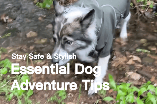 Essential Dog Adventure Tips: Stay Safe & Stylish with PETT2GO Outdoor Gear! - PETT2GO