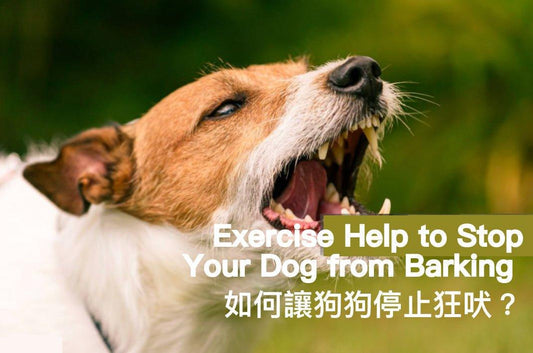 Exercise Help to Stop Your Dog from Barking Excessively - PETT2GO