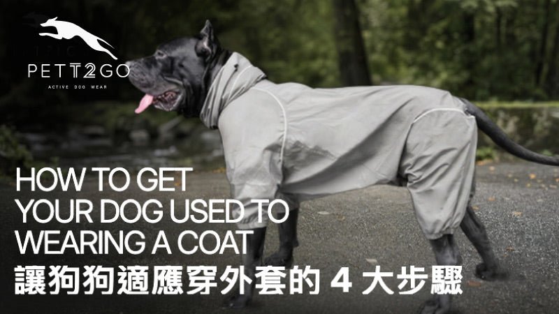 How To Get Your Dog Used To Wearing A Coat? - PETT2GO