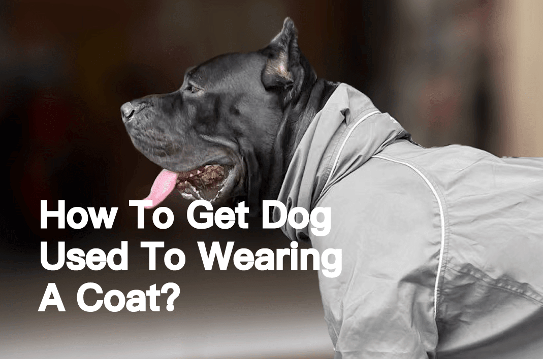 How To Get Your Dog Used To Wearing A Coat? - PETT2GO