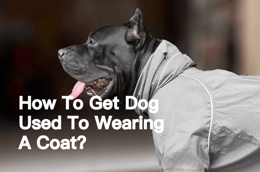 How To Get Your Dog Used To Wearing A Coat? - PETT2GO