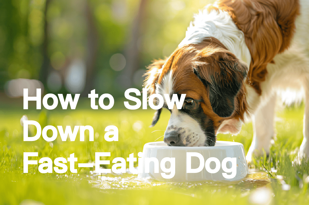 How to Slow Down a Fast-Eating Dog: 3 Proven Tips to Improve Mealtime! - PETT2GO