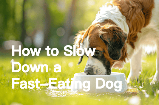 How to Slow Down a Fast-Eating Dog: 3 Proven Tips to Improve Mealtime! - PETT2GO