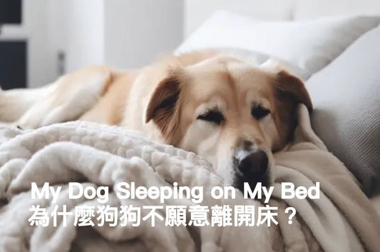 I Don’t Mind My Dog Sleeping on My Bed, But How Do I Get Them to Move When Needed? - PETT2GO
