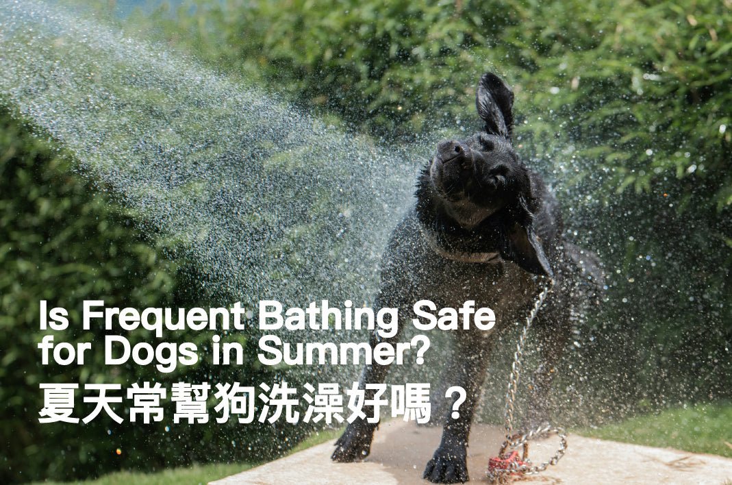Is Frequent Bathing Safe for Dogs in Summer? - PETT2GO