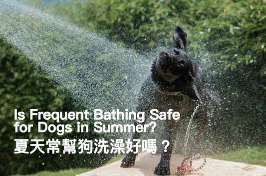 Is Frequent Bathing Safe for Dogs in Summer? - PETT2GO