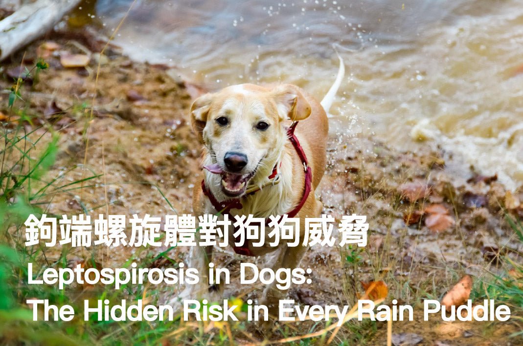 Leptospirosis in Dogs: The Hidden Risk in Every Rain Puddle — Prevention Guide - PETT2GO