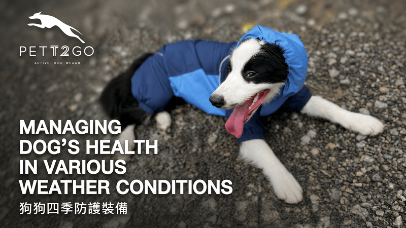 Managing Your Dog's Health in Various Weather Conditions: PETT2GO Gear to Keep Your Pup Safe - PETT2GO
