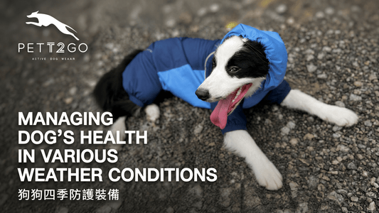 Managing Your Dog's Health in Various Weather Conditions: PETT2GO Gear to Keep Your Pup Safe - PETT2GO