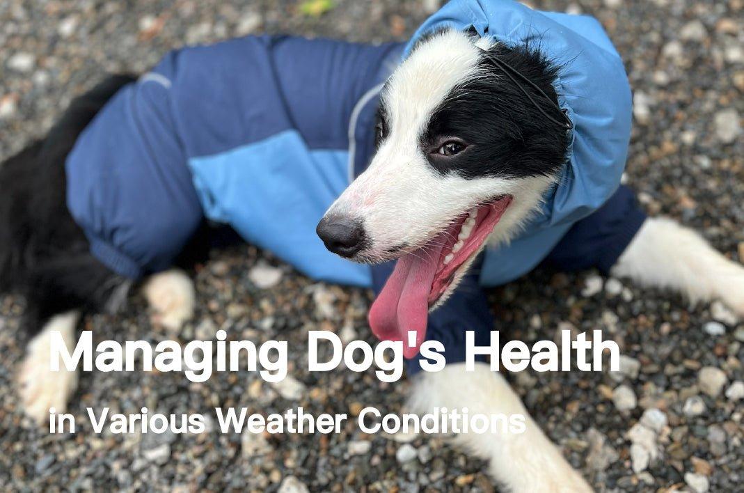 Managing Your Dog's Health in Various Weather Conditions: PETT2GO Gear to Keep Your Pup Safe - PETT2GO