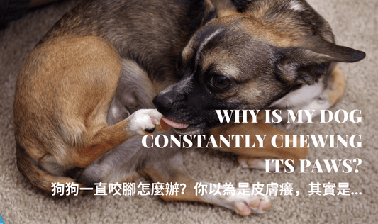 Why Is My Dog Constantly Chewing Its Paws? PETT2GO