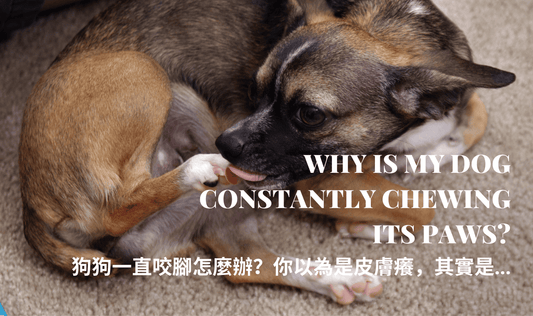 Why-Is-My-Dog-Constantly-Chewing-Its-Paws PETT2GO