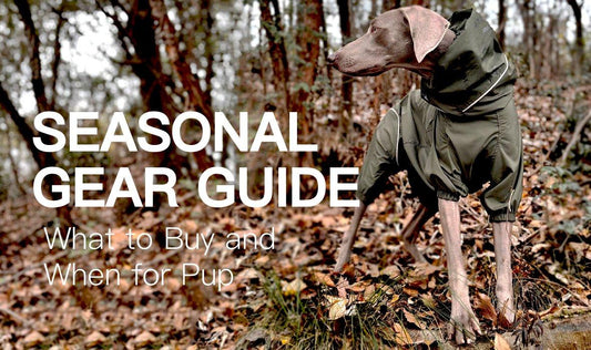 Seasonal Gear Guide: What to Buy and When for Pup - PETT2GO