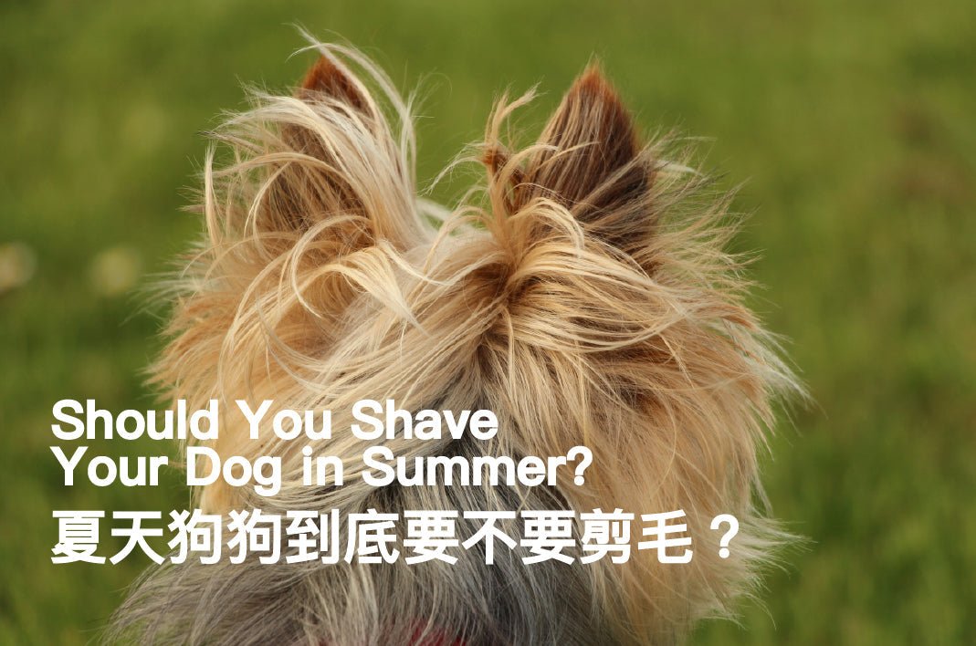Should You Shave Your Dog in Summer? - PETT2GO