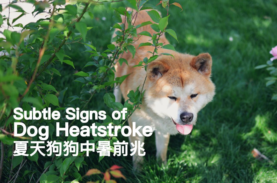 Subtle Signs of Dog Heatstroke You’re Probably Missing – It’s Not Just Panting - PETT2GO