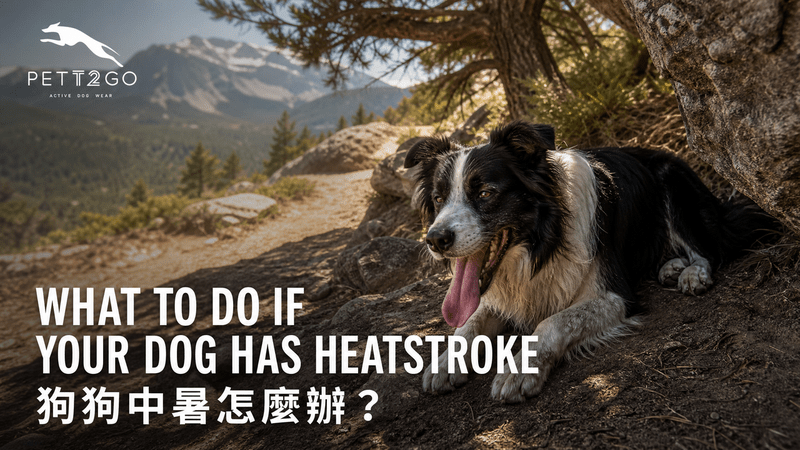 What To Do If Your Dog Has Heatstroke? - PETT2GO
