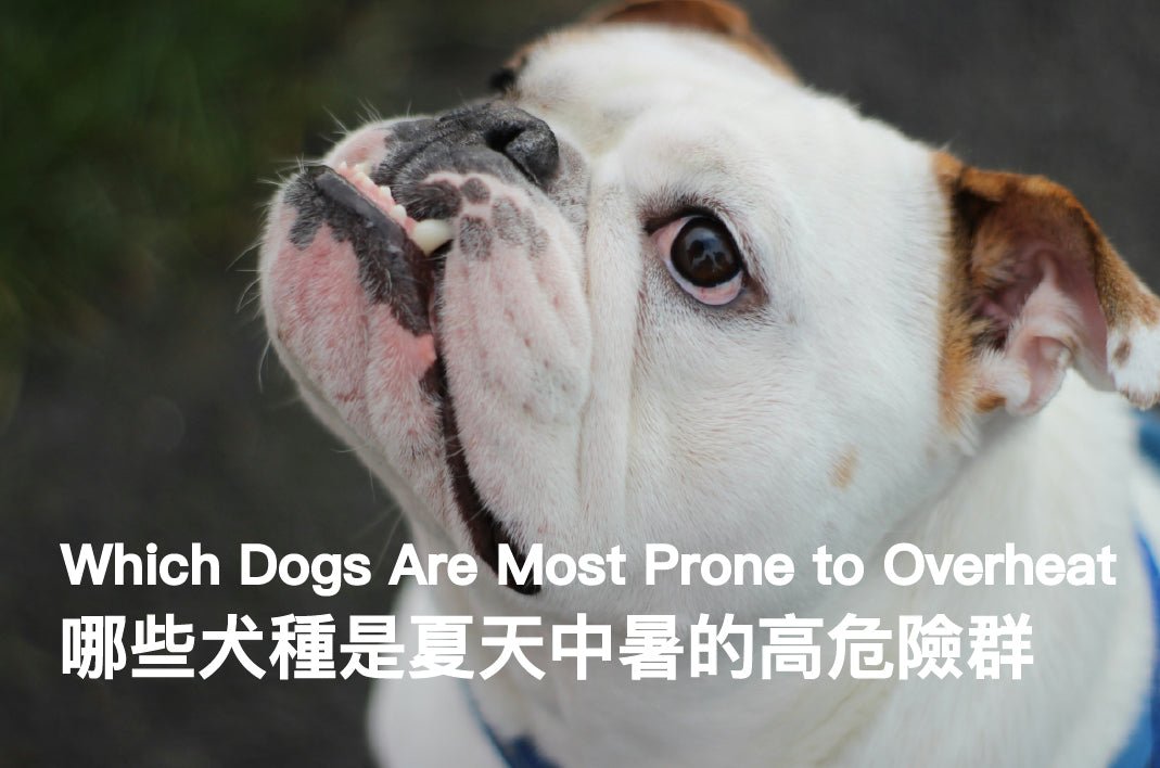Which Dogs Are Most Prone to Overheating? - PETT2GO