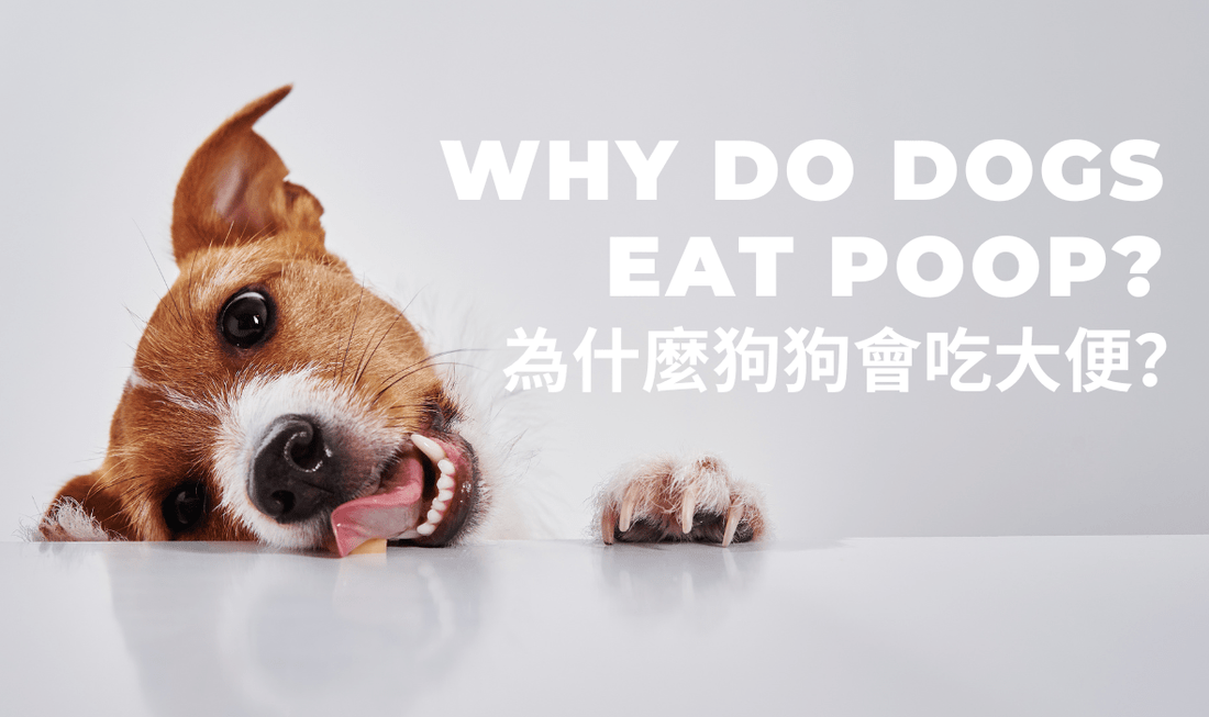 Why Do Dogs Eat Poop? - PETT2GO
