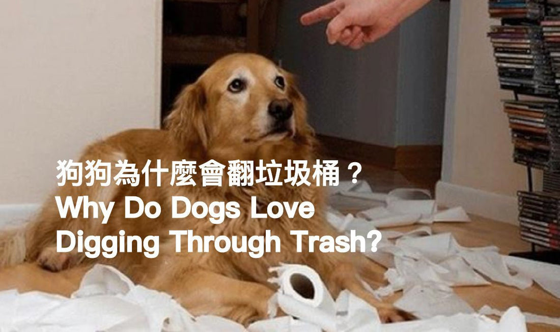 Why Does My Dog Keep Digging Through the Trash? How to Stop the Chaos! - PETT2GO