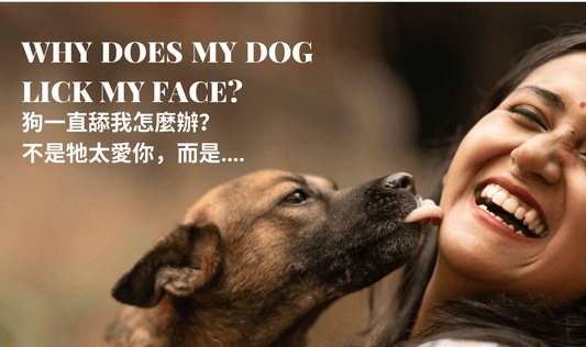 Why Does My Dog Lick My Face? It’s Not Always About Love - PETT2GO