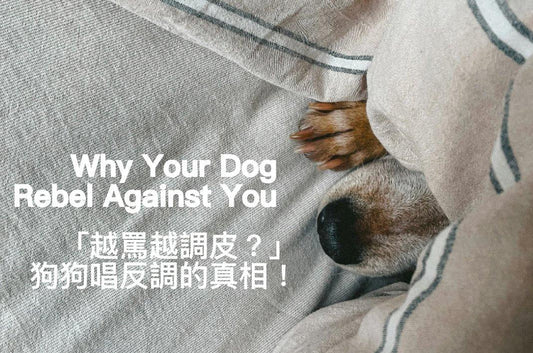 Why Does Your Dog Always Rebel Against You? - PETT2GO