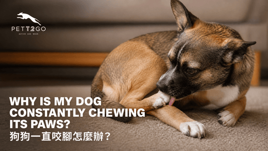 Why Is My Dog Constantly Chewing Its Paws? - PETT2GO