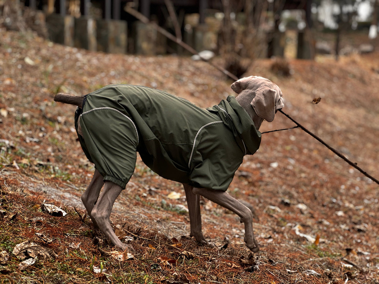 Dog Lightweight Windbreaker - PETT2GO