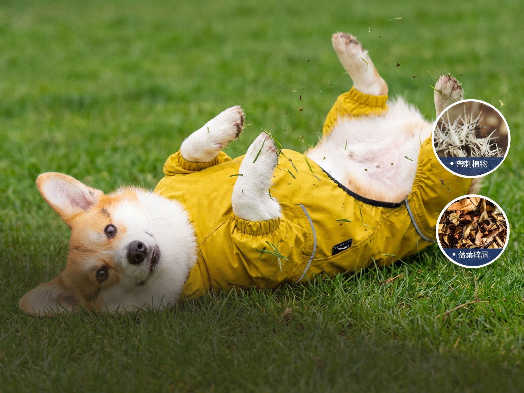 Dog wearing a yellow raincoat lying on grass with inset images of plants.