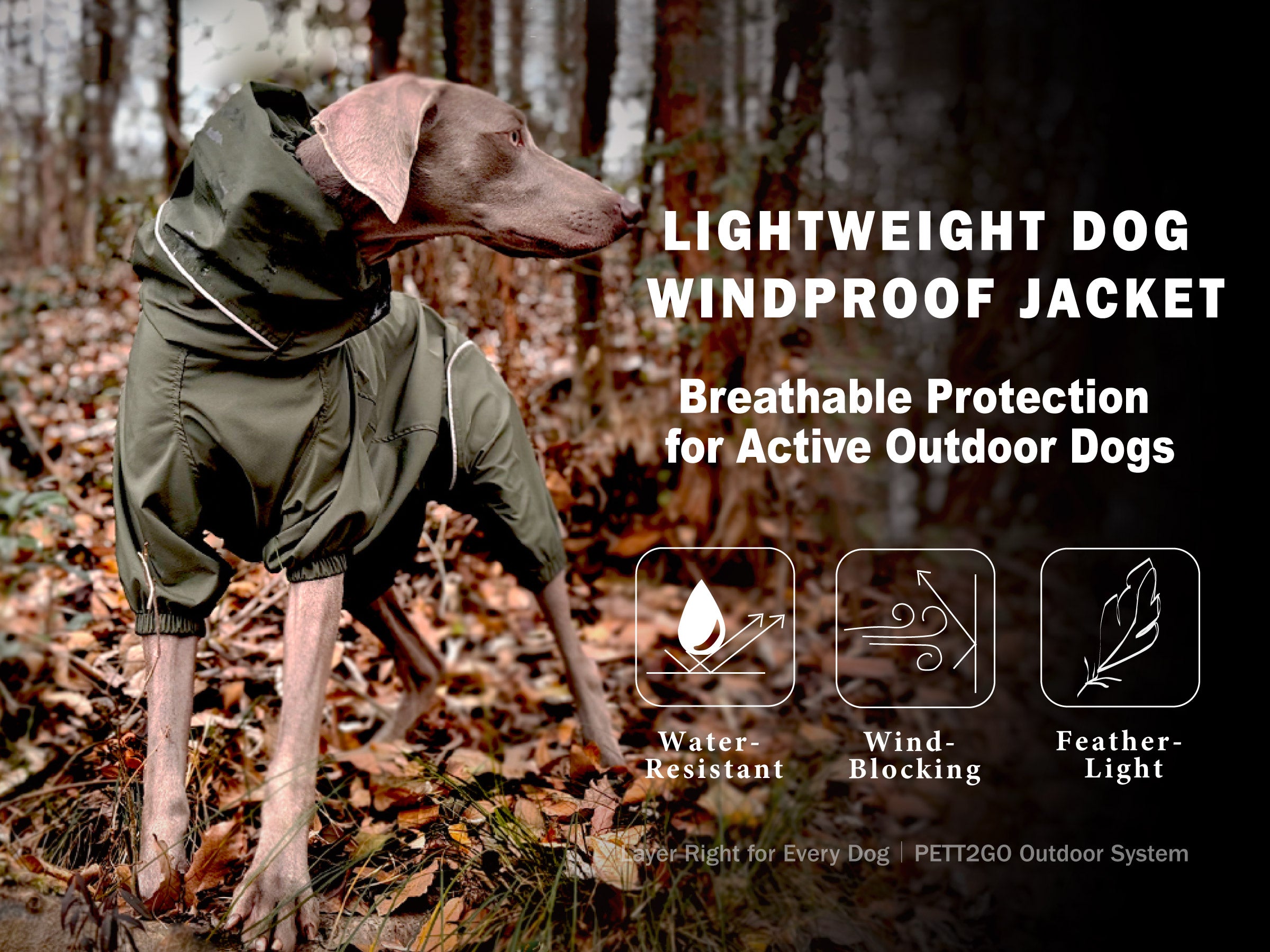 Dog wearing a dark olive lightweight windbreaker for outdoor wind and light rain protection