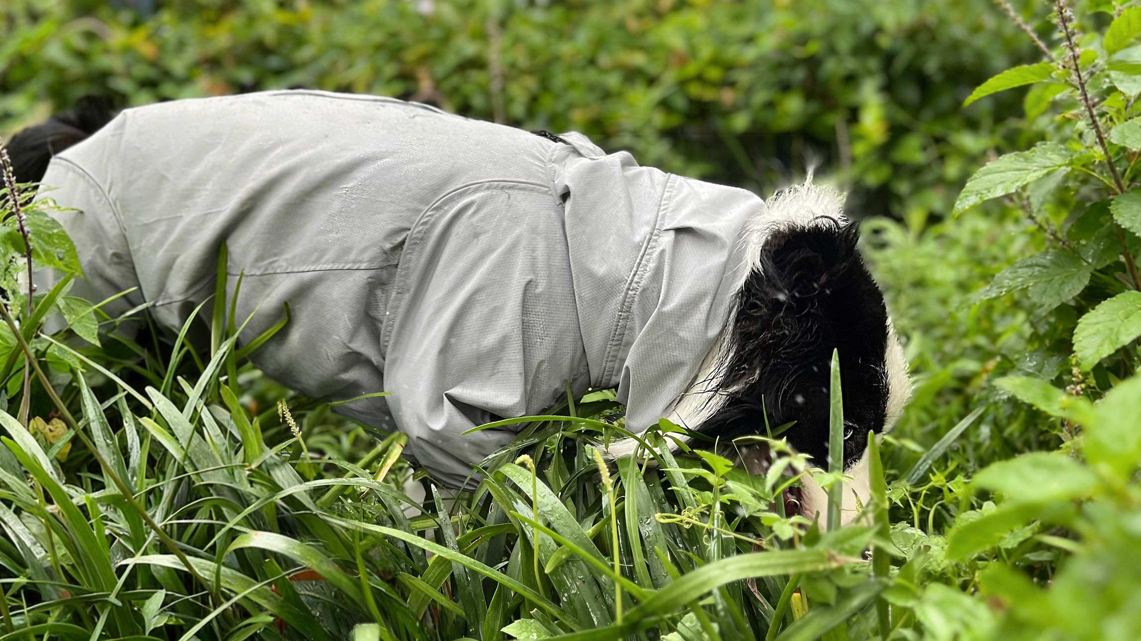 Board Collie  wearing a grey dog outdoor jacket grazing in bushes after rain. Lightweight dog windbreaker shell with balloon cuffs to block sudden chills and ticks on spring walks.