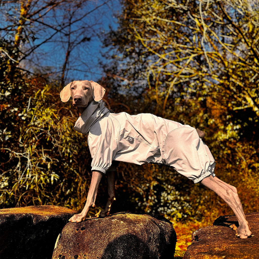 Dog wearing a raincoat standing on rocks with trees in the background