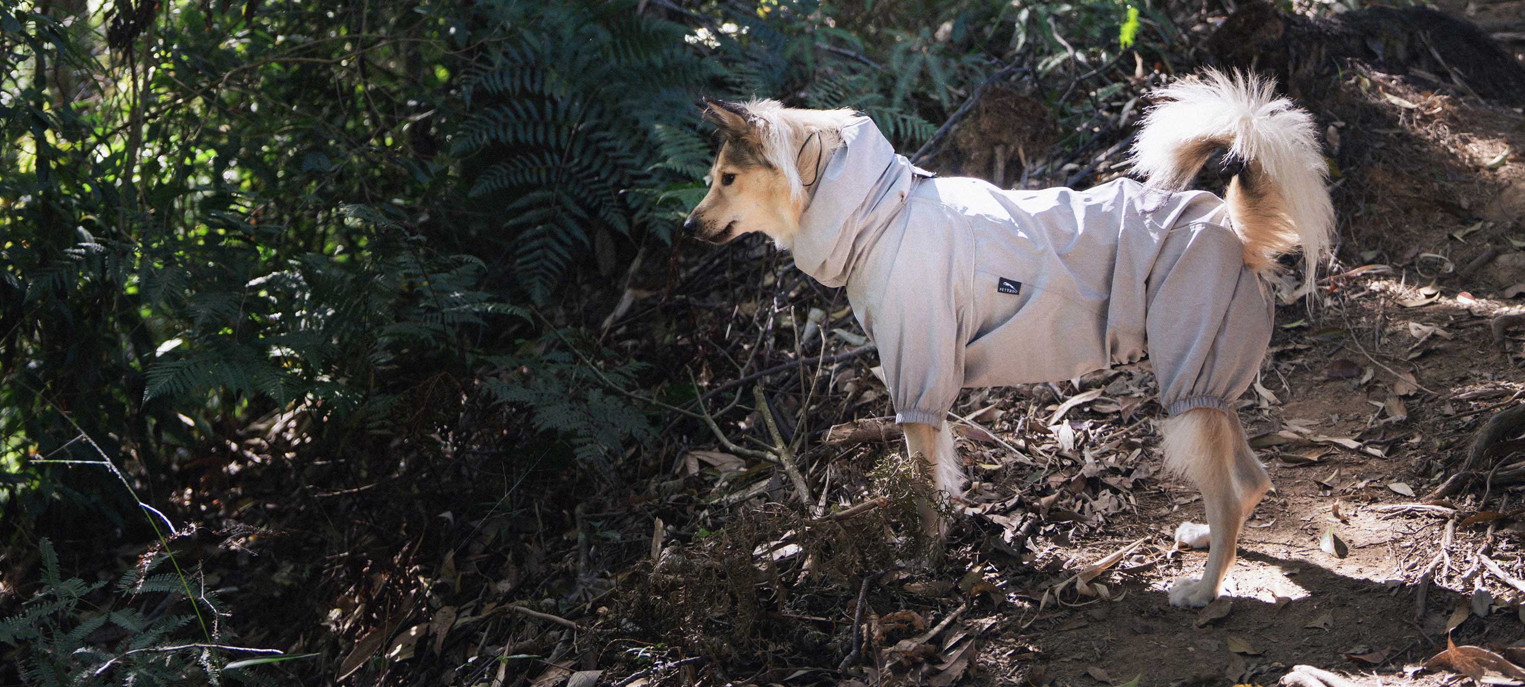 dog wears PETT2GO dog outdoor jacket stands in taiwan woods in summer