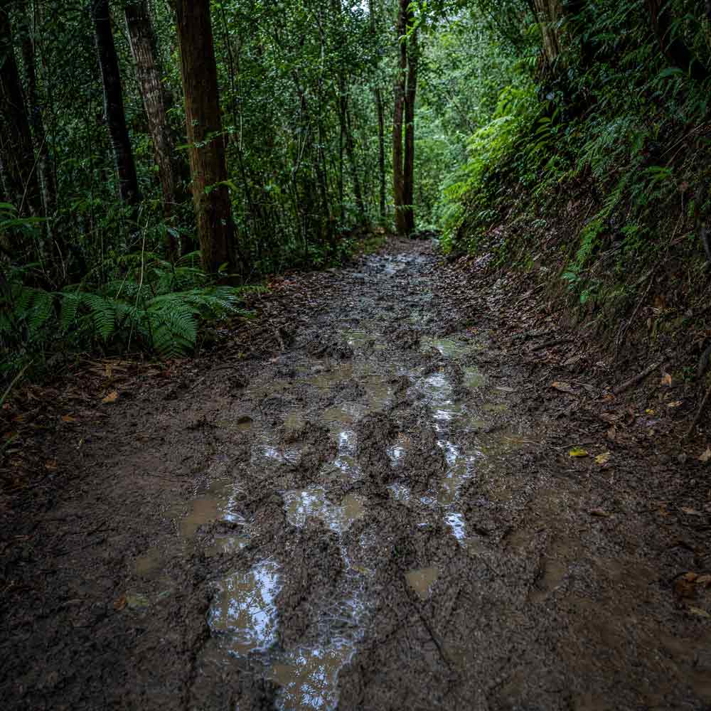 Muddy forest path with water reflections in a dense green forest
