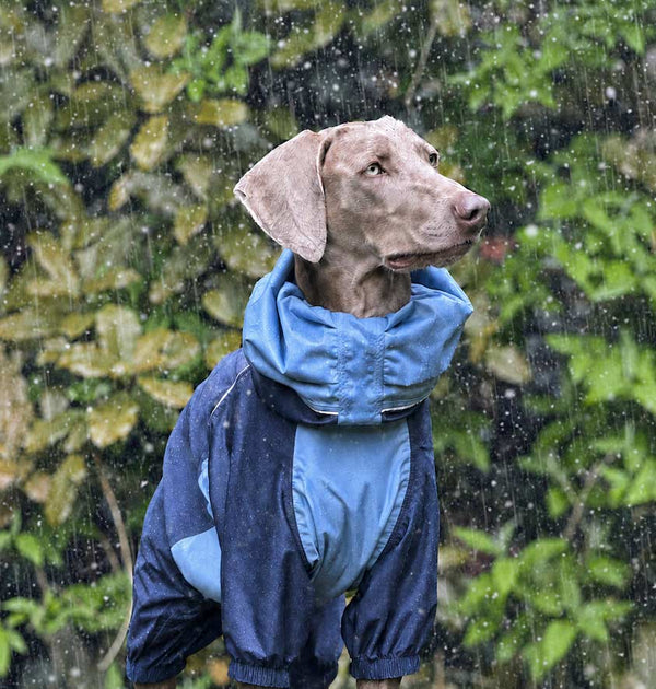 PETT2GO Layering helps dogs stay warm in cold wet weather.