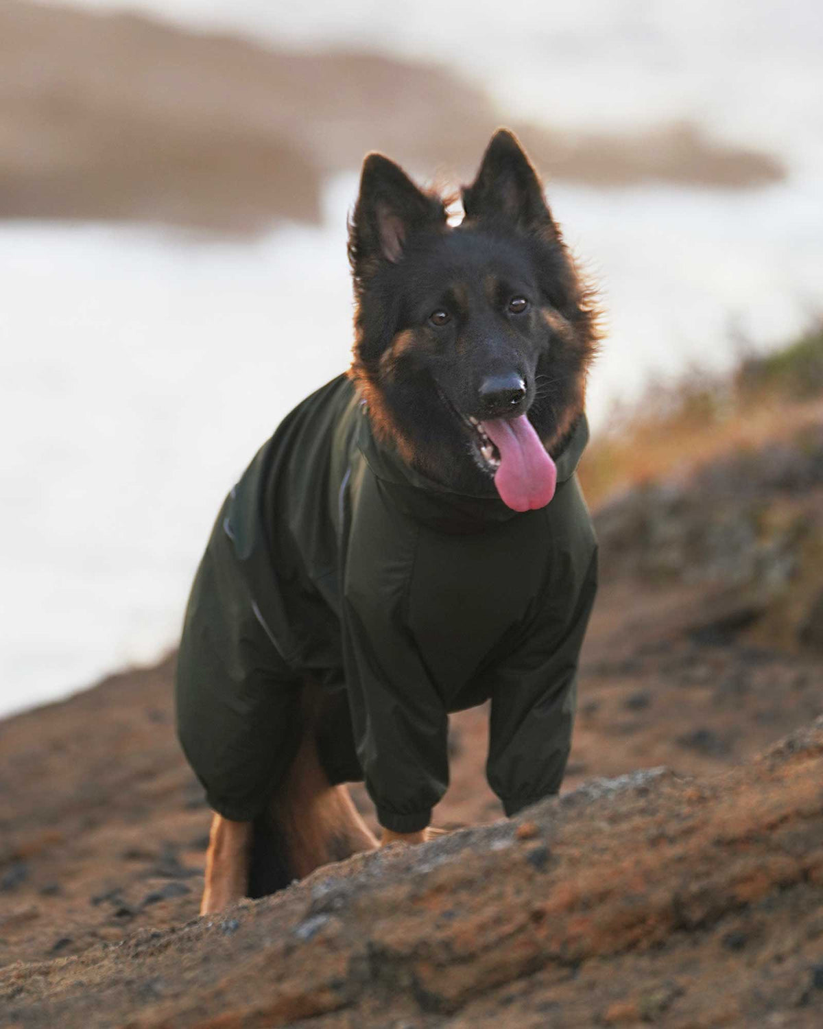 Dog wearing a green coat standing on a rocky surface with water in Windy ridgelines