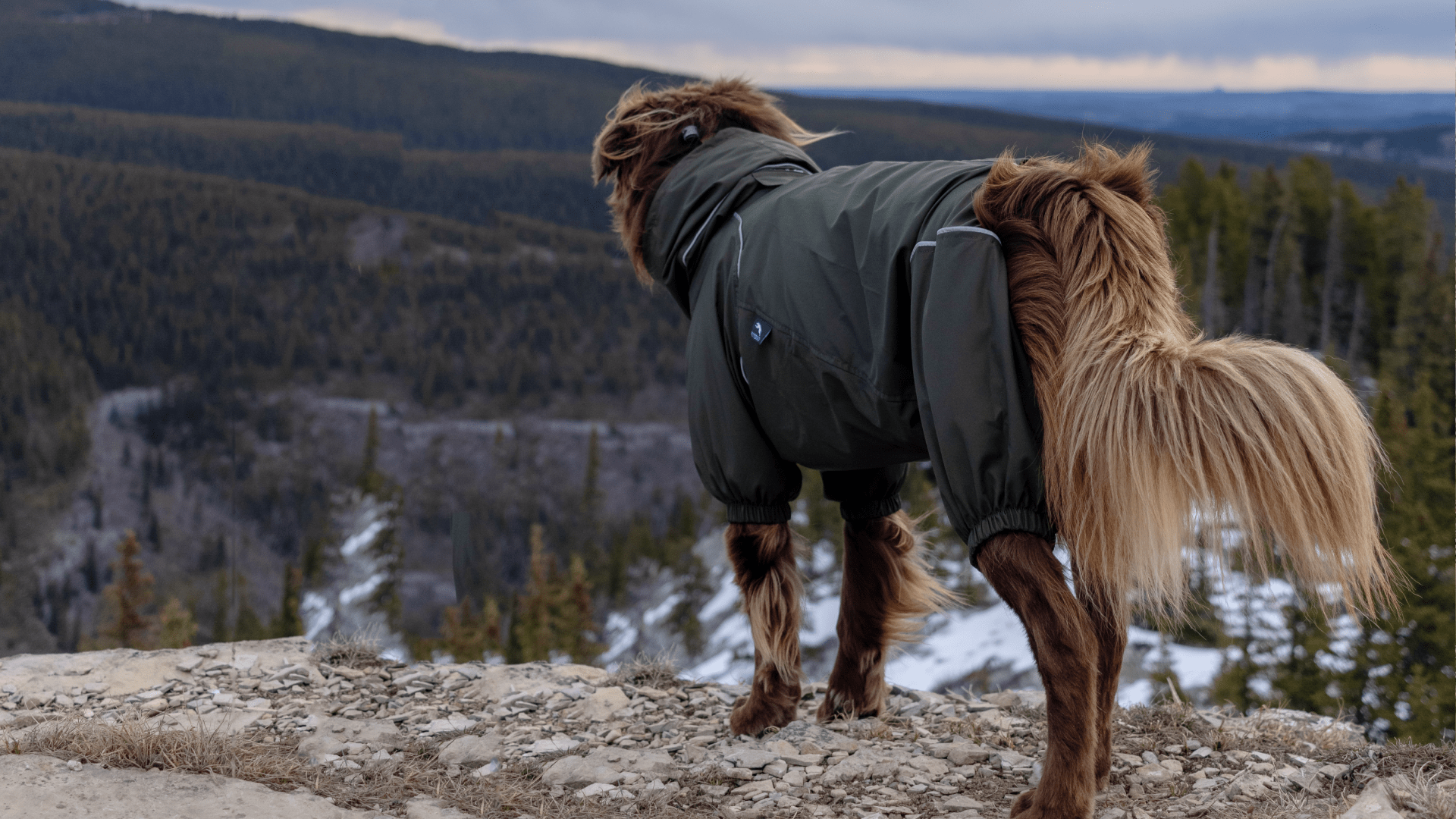 PETT2GO-australian shepherd
- windbreaker-Canada