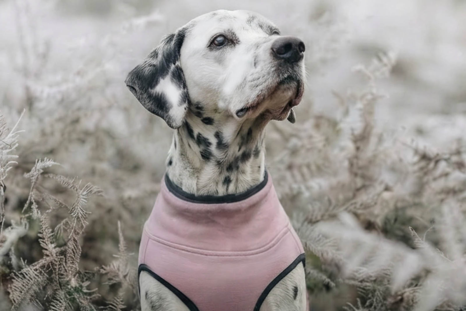 Dalmatian senior dog wearing a pink warm dog sweater standing comfortably in a  bushes in early winter. 