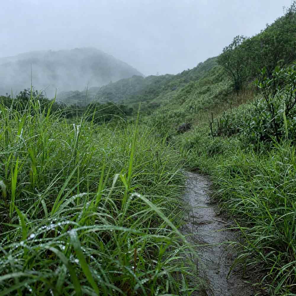 Wet hiking trail through lush greenery with misty mountains in the background