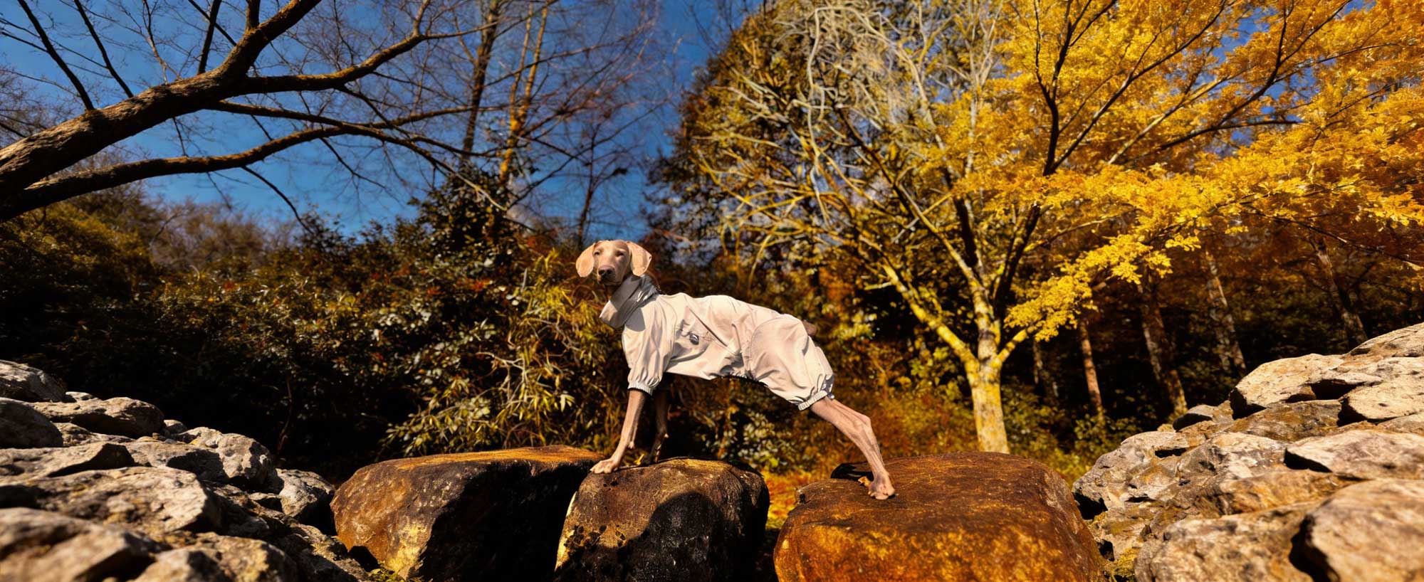 PETT2GO Lightweight, windproof, and water-repellent full-coverage dog jacket for active pets in autumn. 