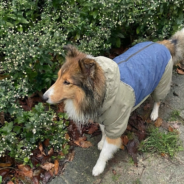 scottish shepherd wearing a blue and beige coat standing on a path with greenery.