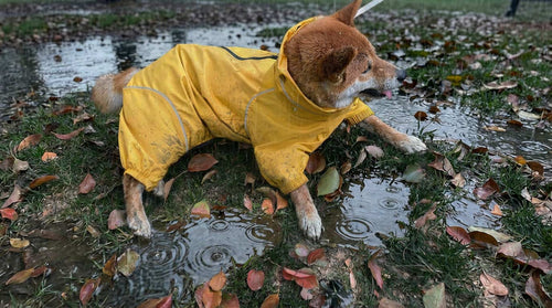 Dog in a PETT2GO yellow raincoat standing in a puddle surrounded by leaves and grass. He is enjoy the rainy day.