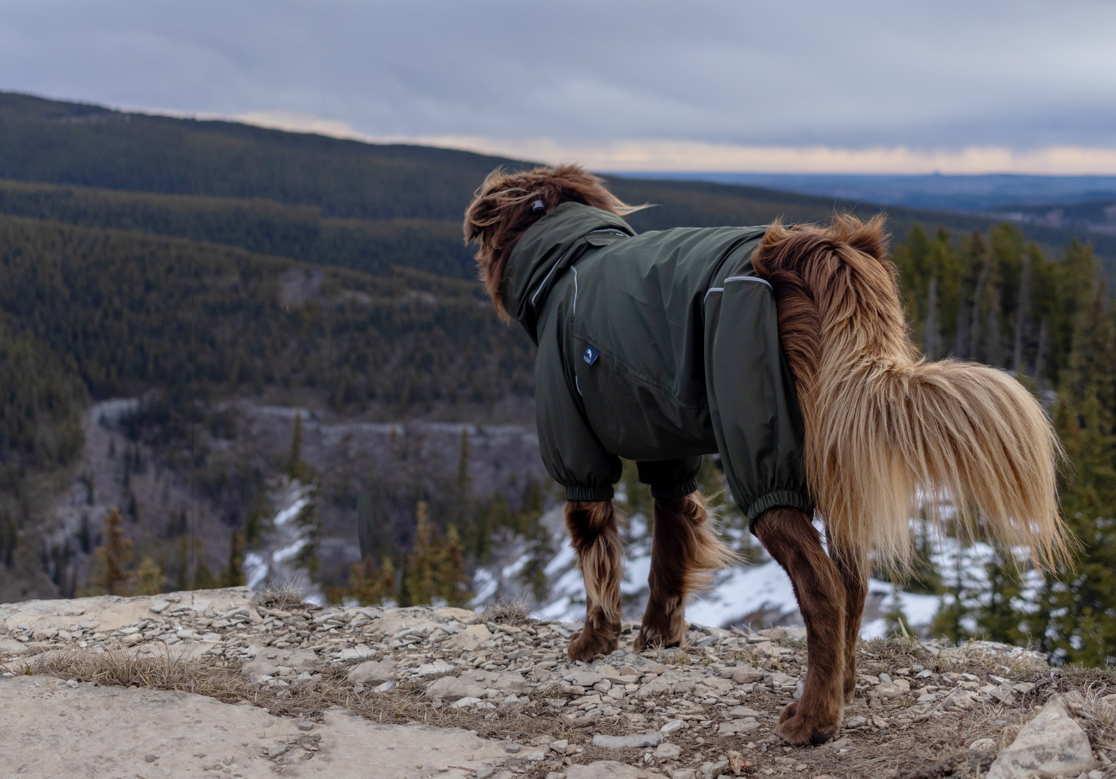 PETT2GO-australian shepherd
- windbreaker-Canada- adventure