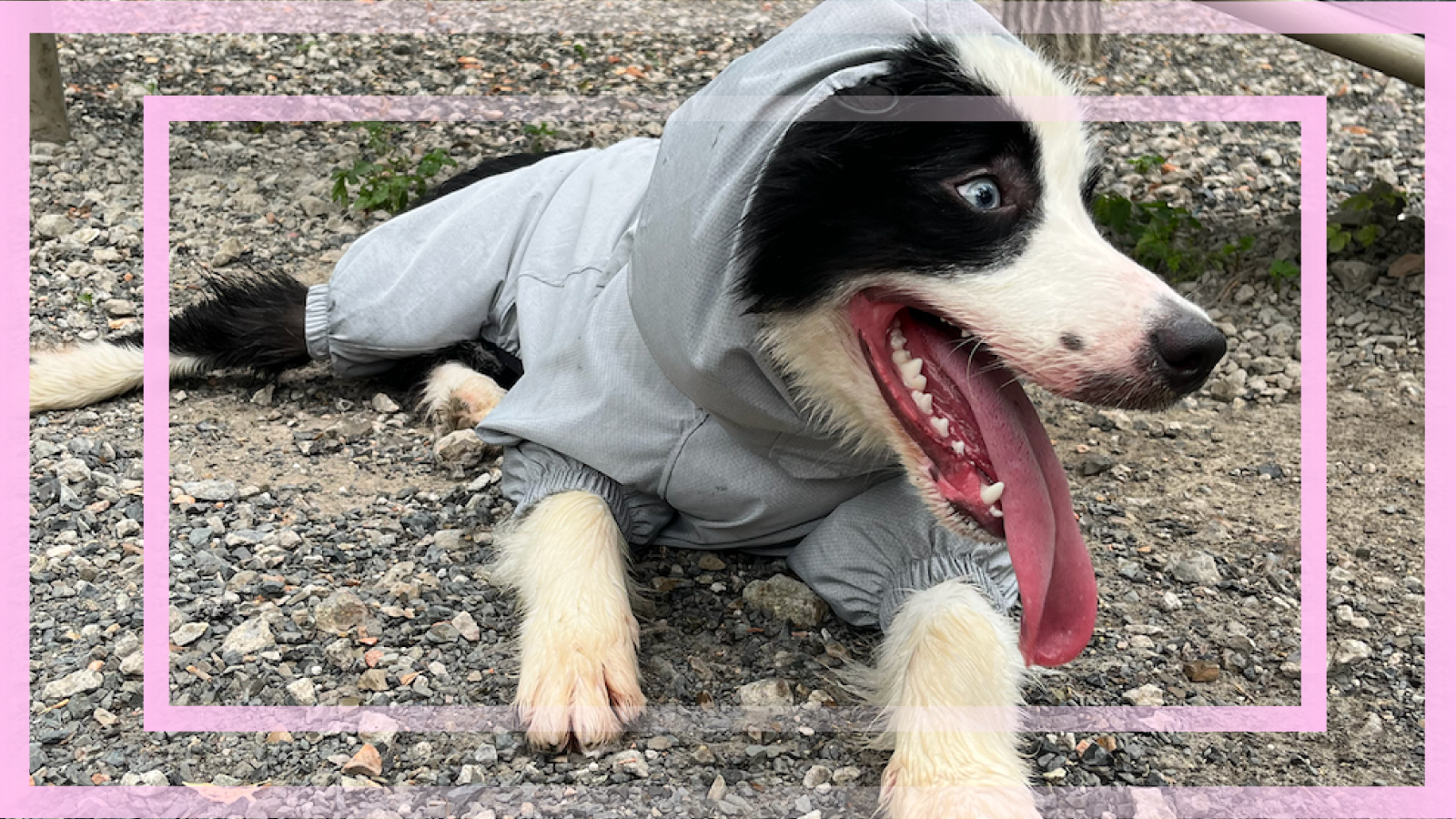 PETT2GO-Board collie
- windbreaker-Gray